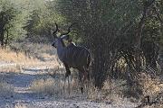 BOTSWANA Roberto e Lidia - 036